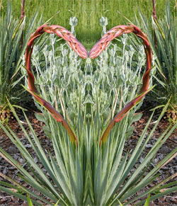 Love Yuccas